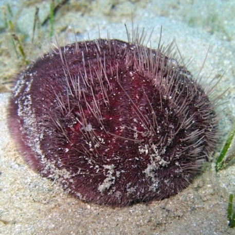 Spatangus Purpura